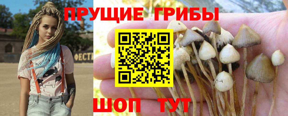 Кушва  наркошоп  Вход с VPN  Псилоцибиновые грибы GOLDEN TEACHER 